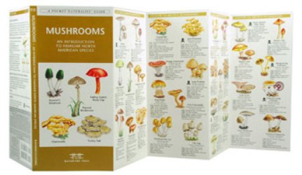 Pocket Naturalist: Mushrooms